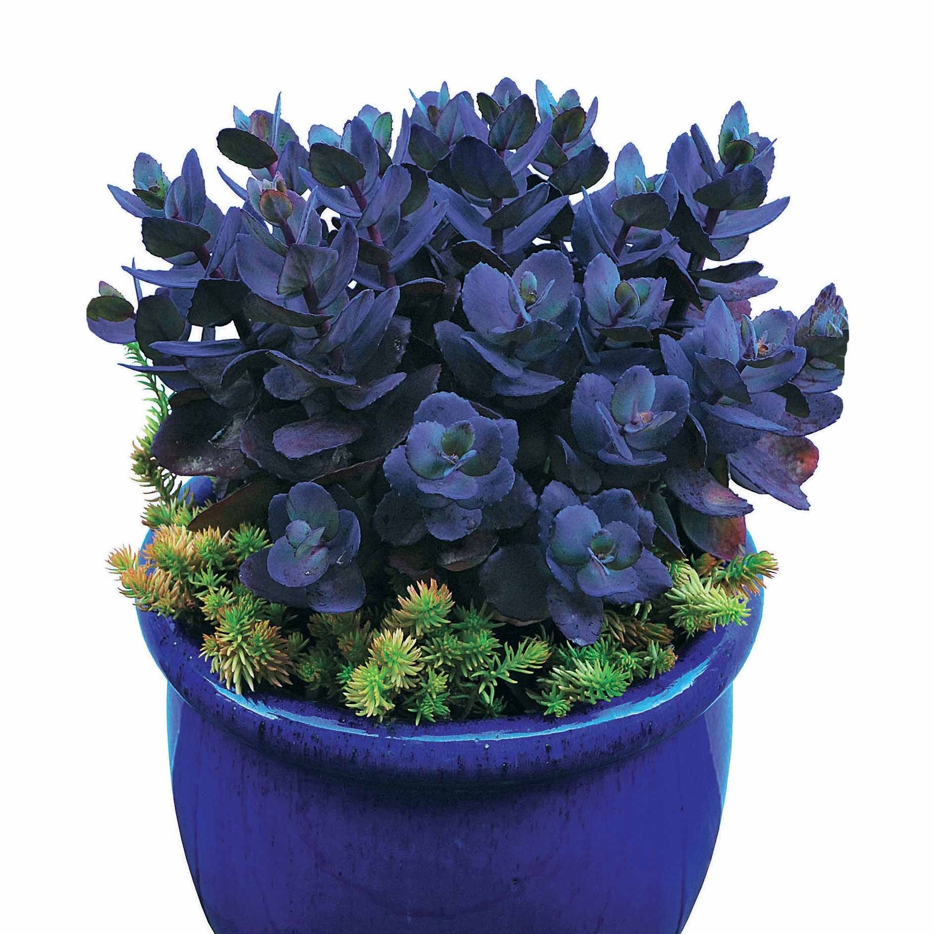 Bakker Sédum Perle bleue vivace rose pot Ø9 cm