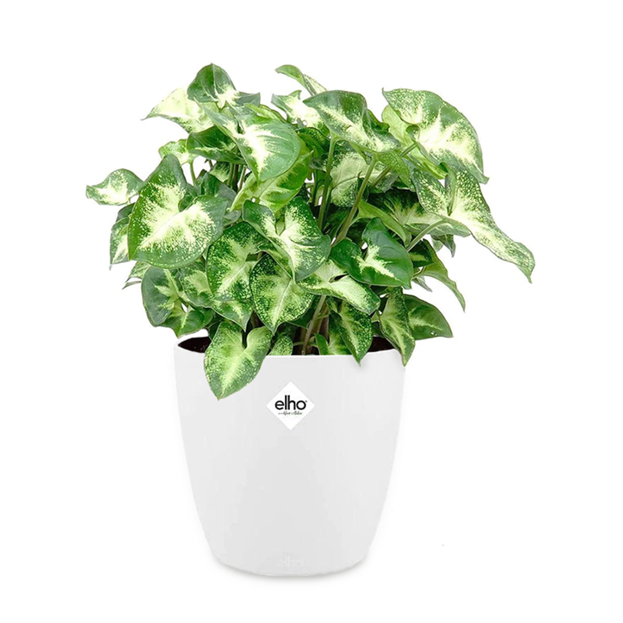 Bakker Plantes d’intérieur Syngonium Pixie plante verte 2 pots Ø12cm
