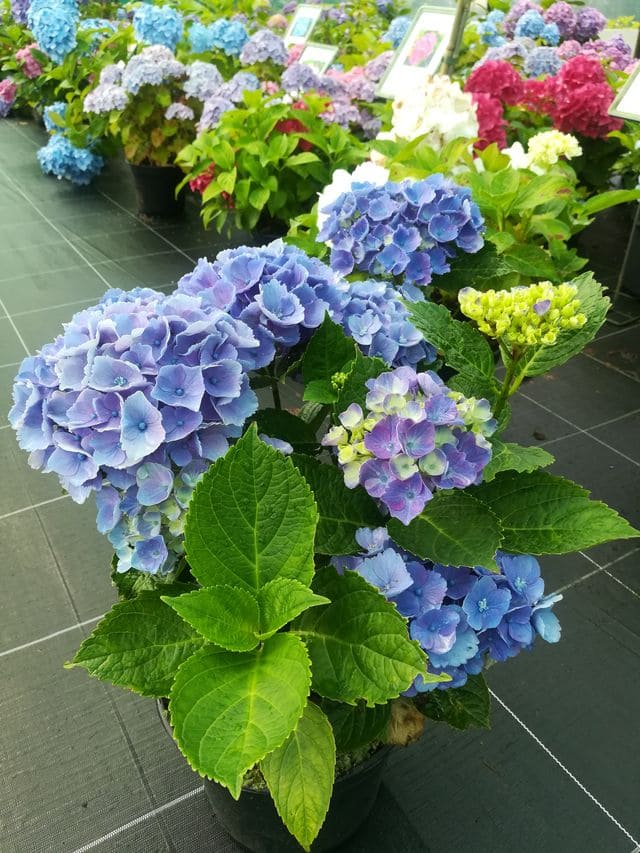 Les Hortensias du Haut Bois Xian hortensia fleurs rondes godet
