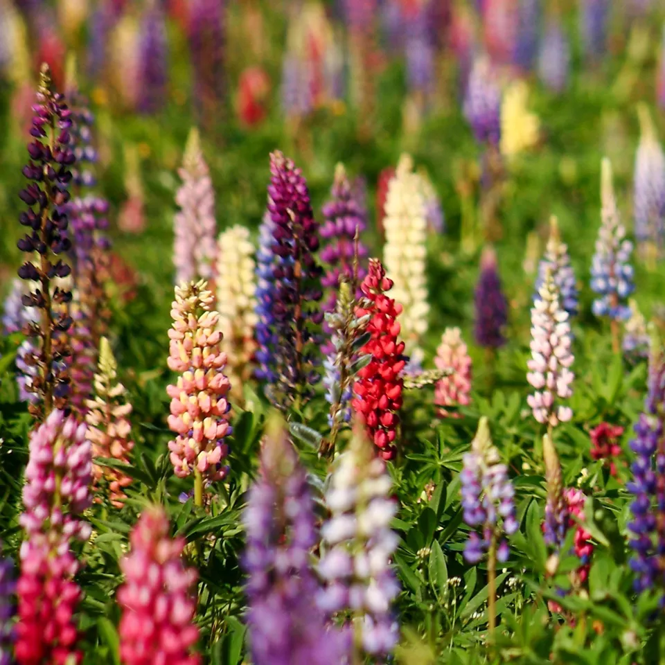 Bakker Lupins Russell mélange vivace sachet 3g coloré