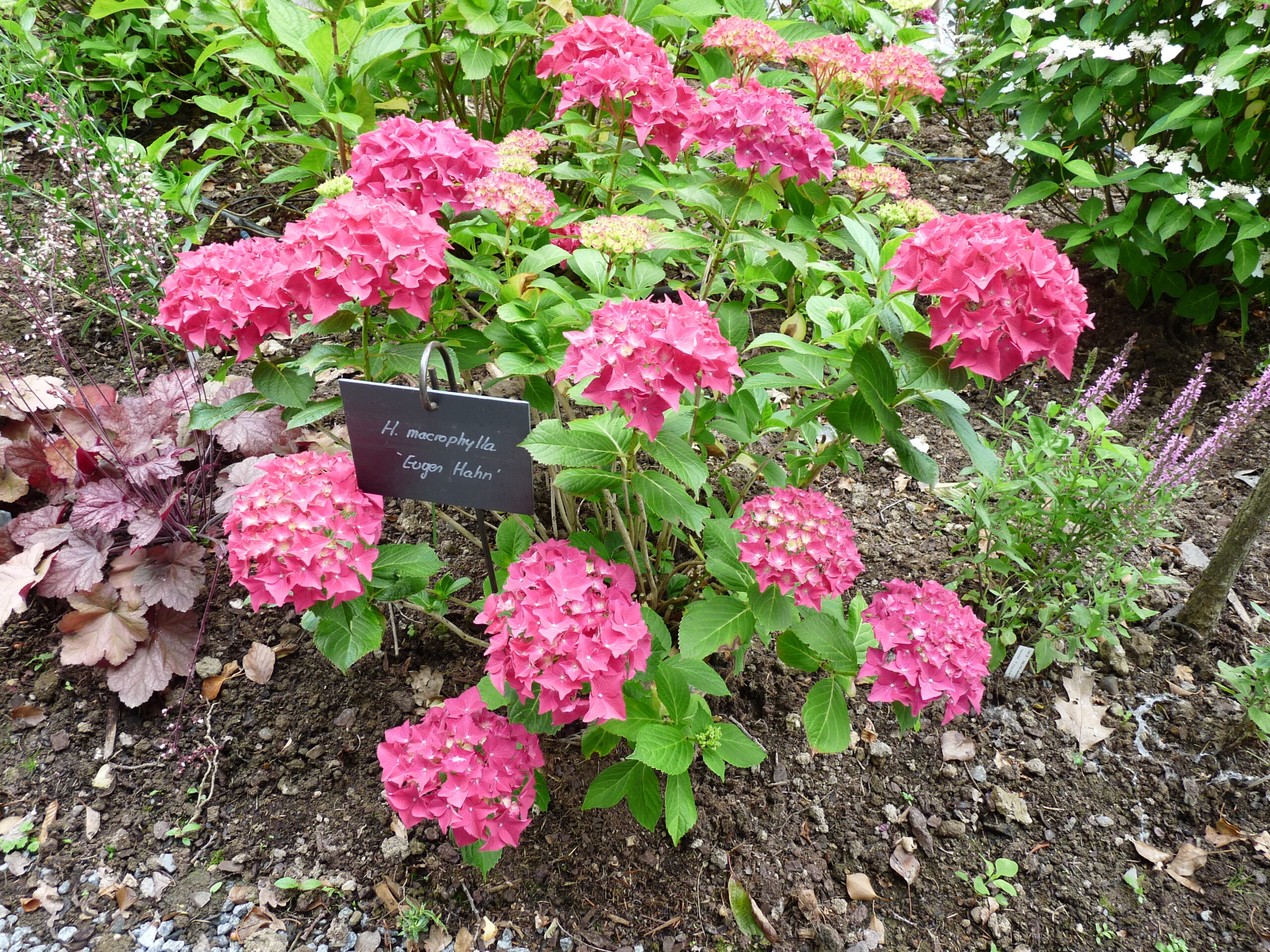 Les Hortensias du Haut Bois Eugen Hahn hortensia boule godet