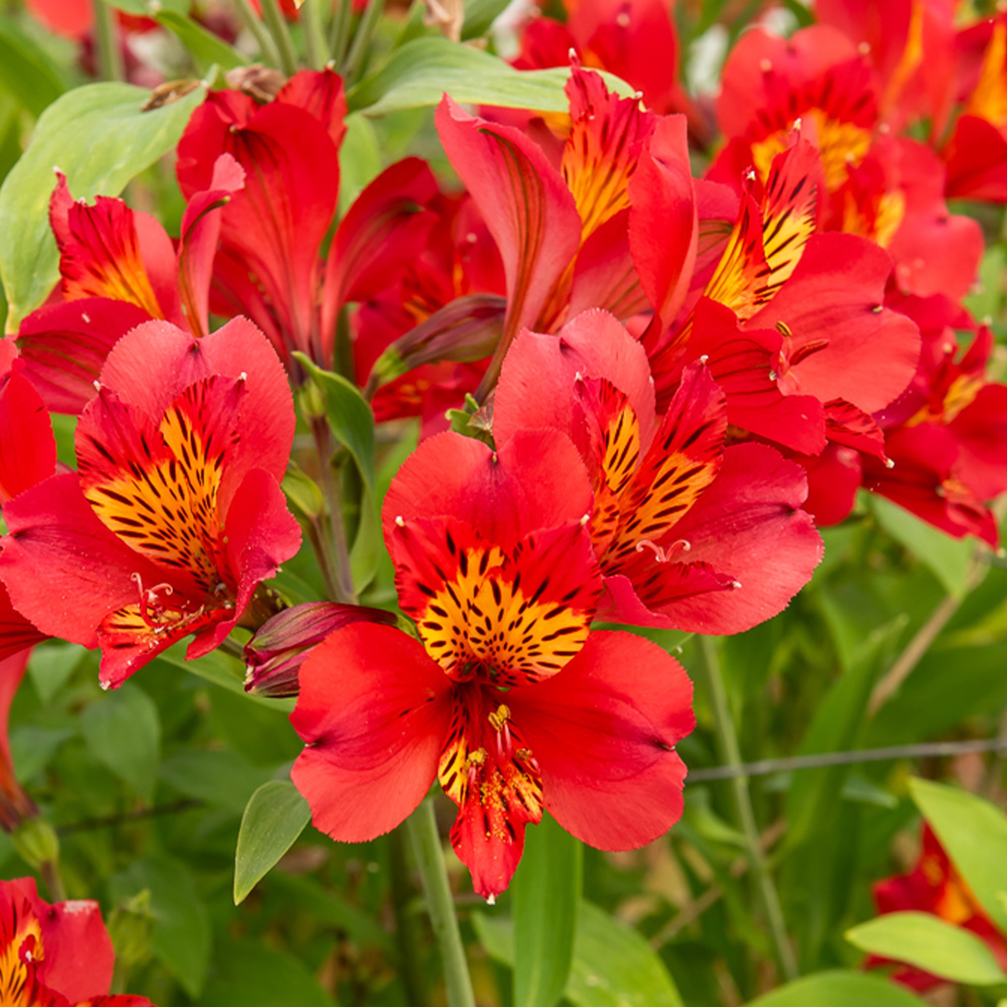 Bakker Majestic Liré lys des Incas plante vivace pot 9cm rouge