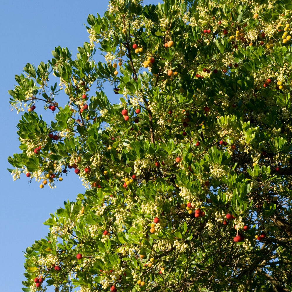 Bakker Arbousier Arbutus unedo pot 9cm 15-20cm persistant