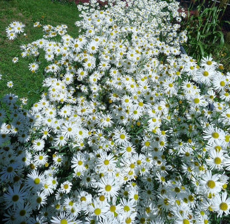 Passion Vivaces Boltonia asteroides plante vivace fleurs blanches