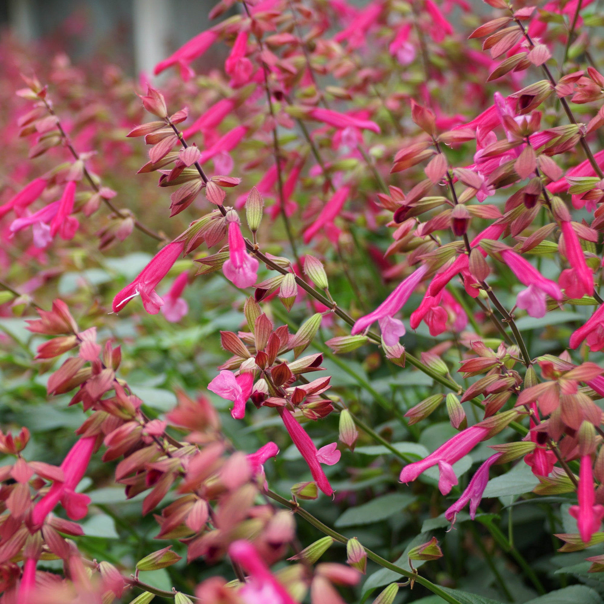 Bakker Wendys Wish sauge vivace fuchsia pot Ø9cm