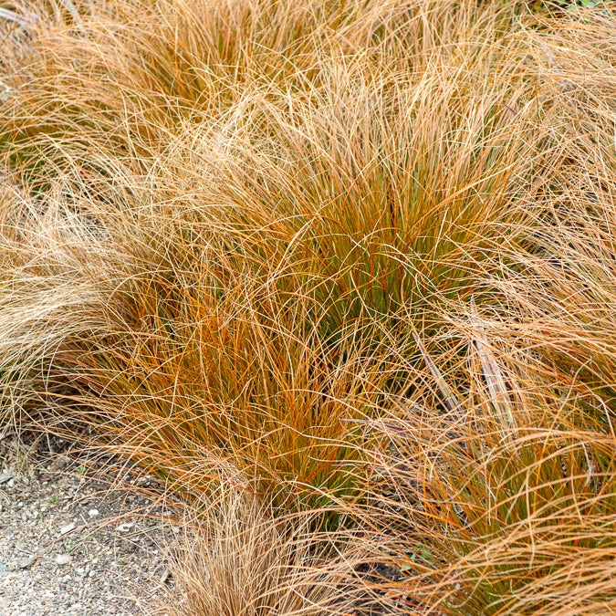 Bakker Carex testacea laîche orange pot 9cm soleil