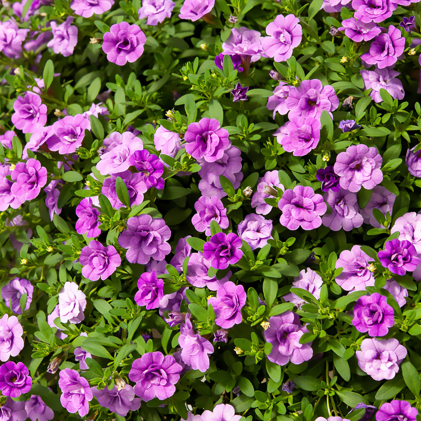 Bakker Amethyst mini-pétunia 3 pots Ø 10,5cm violet