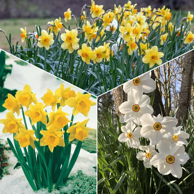 Bakker Fortune bulbe narcisse sachet 30 bulbes jaune-orange