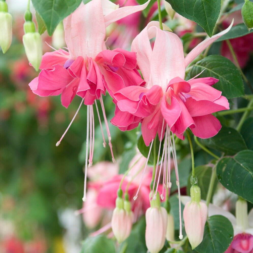Bakker Fuchsias mélange 6 pots 9cm balcon mi-ombre
