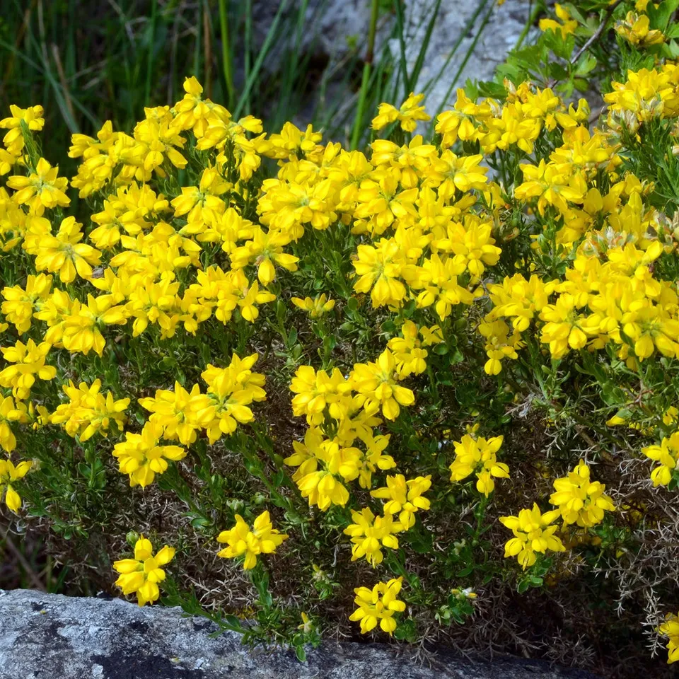 Bakker Genêt Espagne arbuste jaune pot 2L 25-30cm