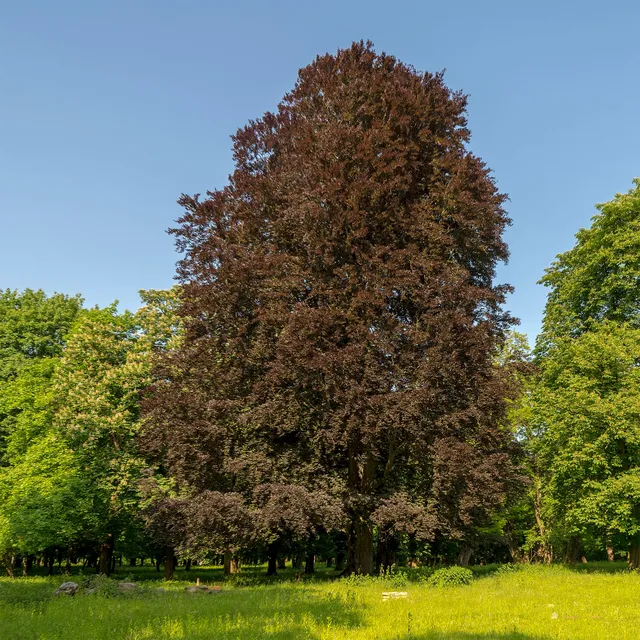 Bakker Hêtre Pourpre arbre pot 2L 50-60 cm
