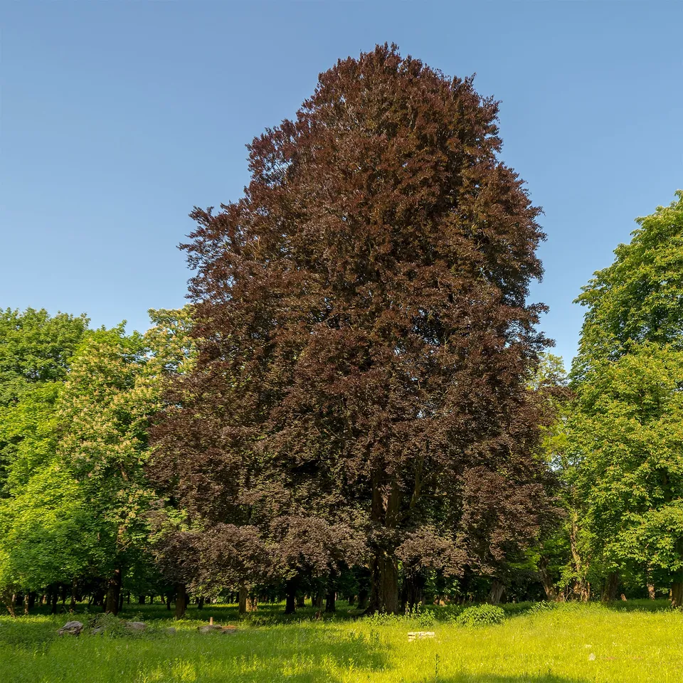 Bakker Hêtre Pourpre arbre pot 2L 50-60 cm