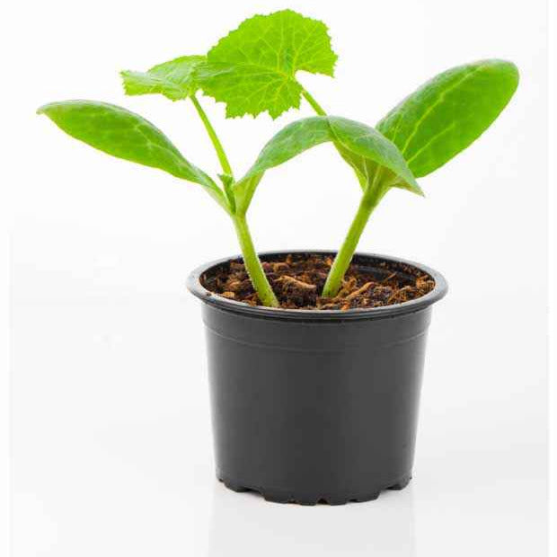 Bakker Courgette jaune Sunlight F1 plants 3 jaune précoce