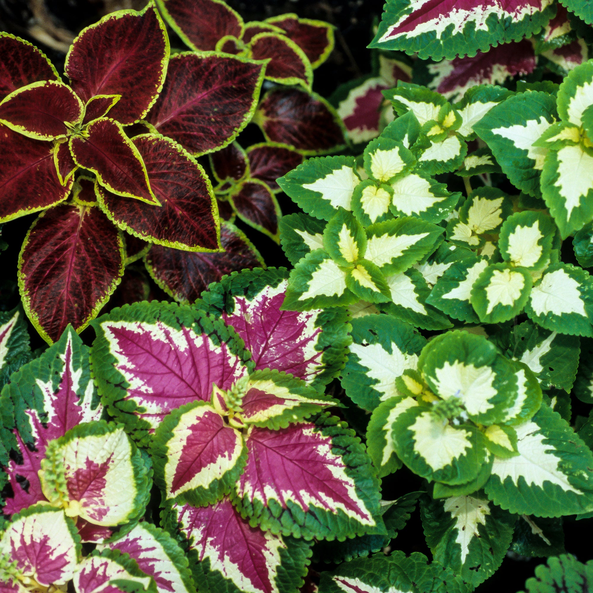 Bakker Wizard coléus plante terrasse pot 10,5cm mixte