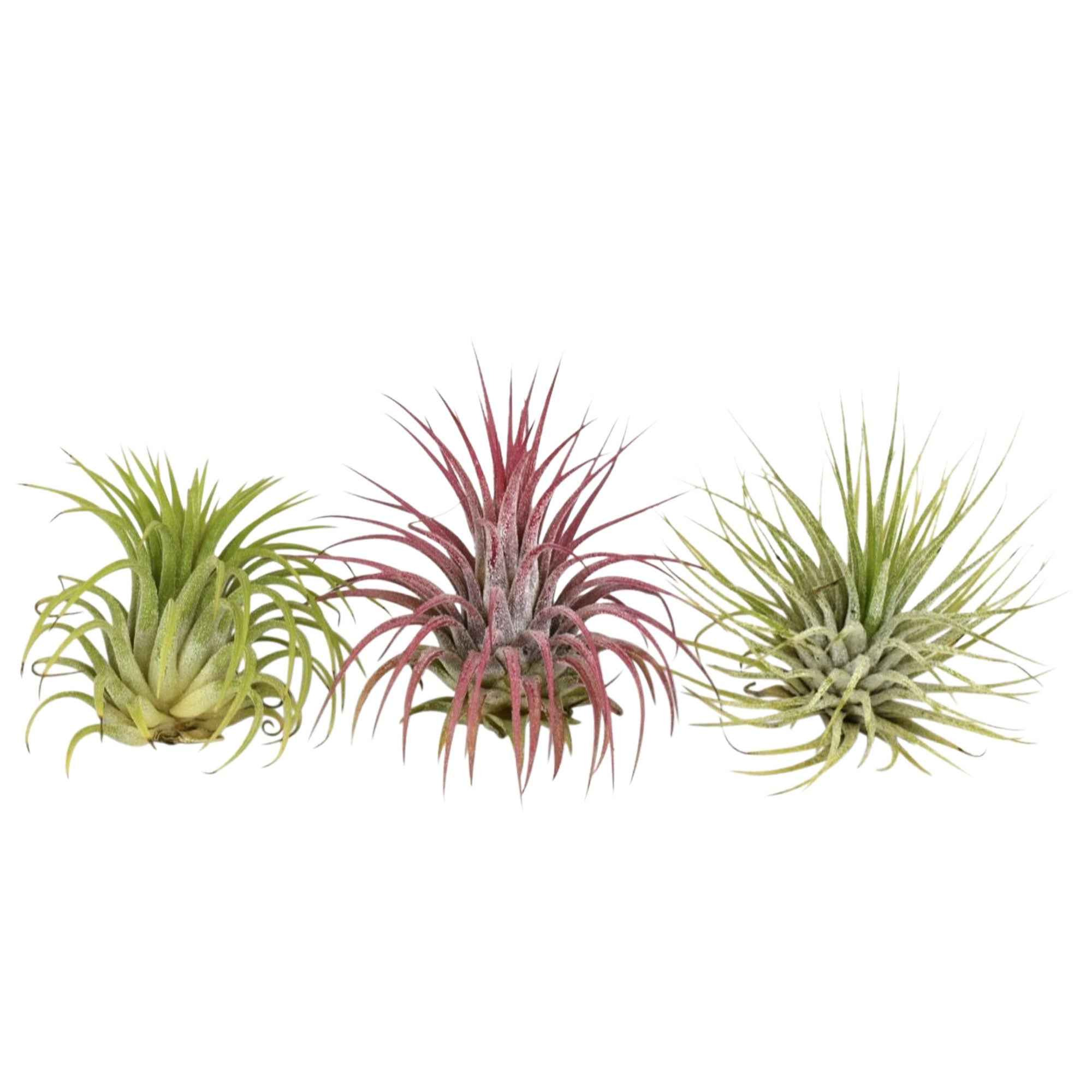 Bakker Tillandsias mélange plante aérienne 3 pots