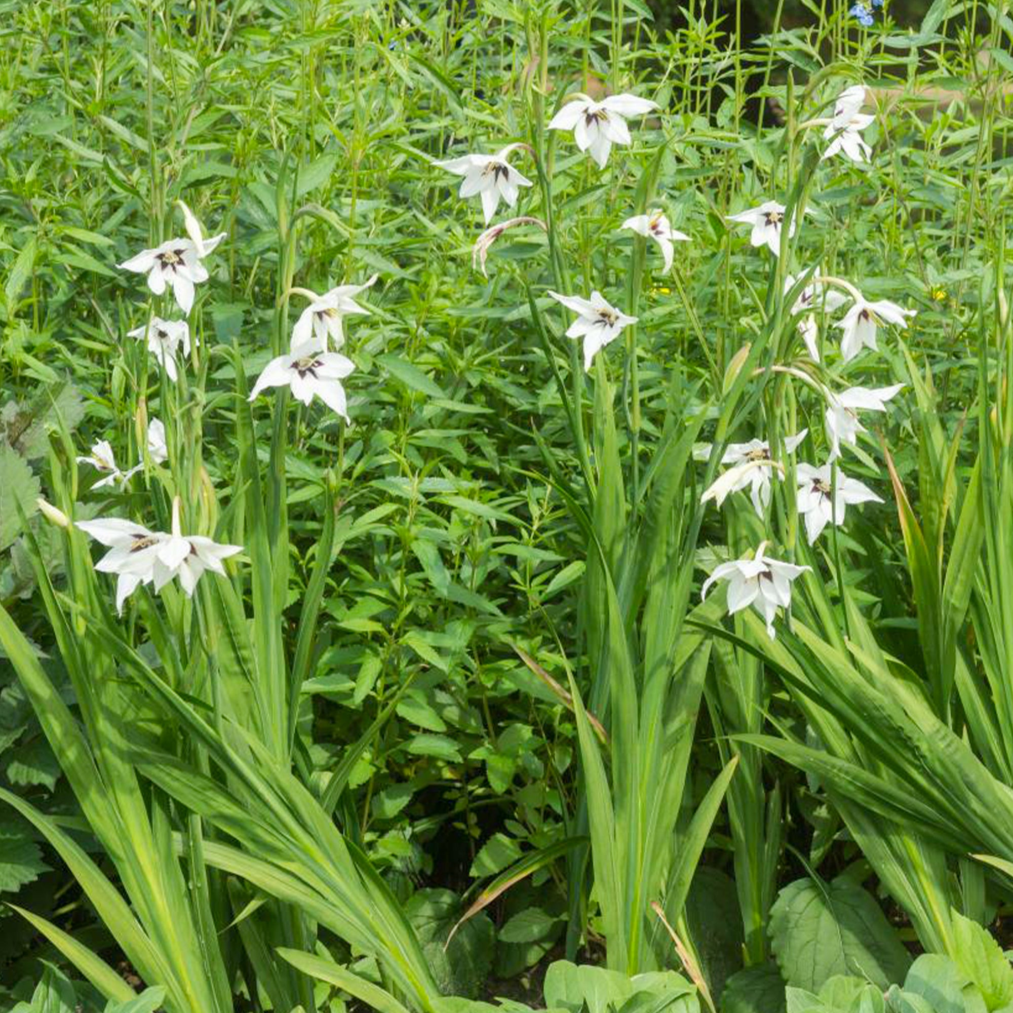 Bakker Glaïeuls d'Abyssinie 30 bulbes 8-9 cm blanc parfumé