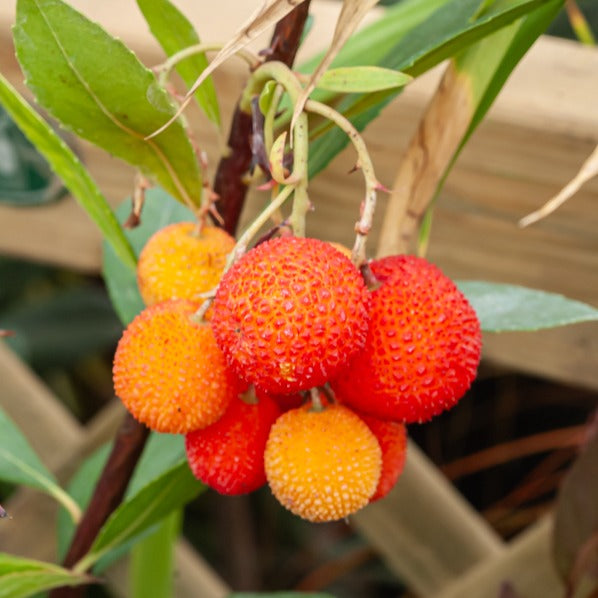 Bakker Arbousier Arbutus unedo pot 9cm 15-20cm persistant