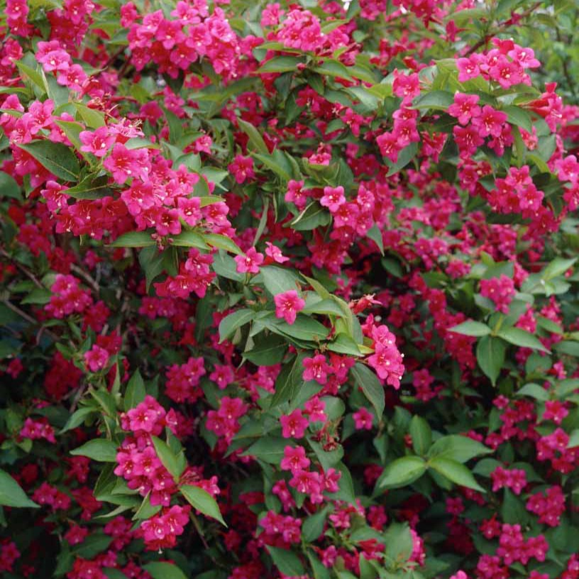 Bakker Weigela Bristol Ruby Fuchsia Pot 1,5L 30-40cm
