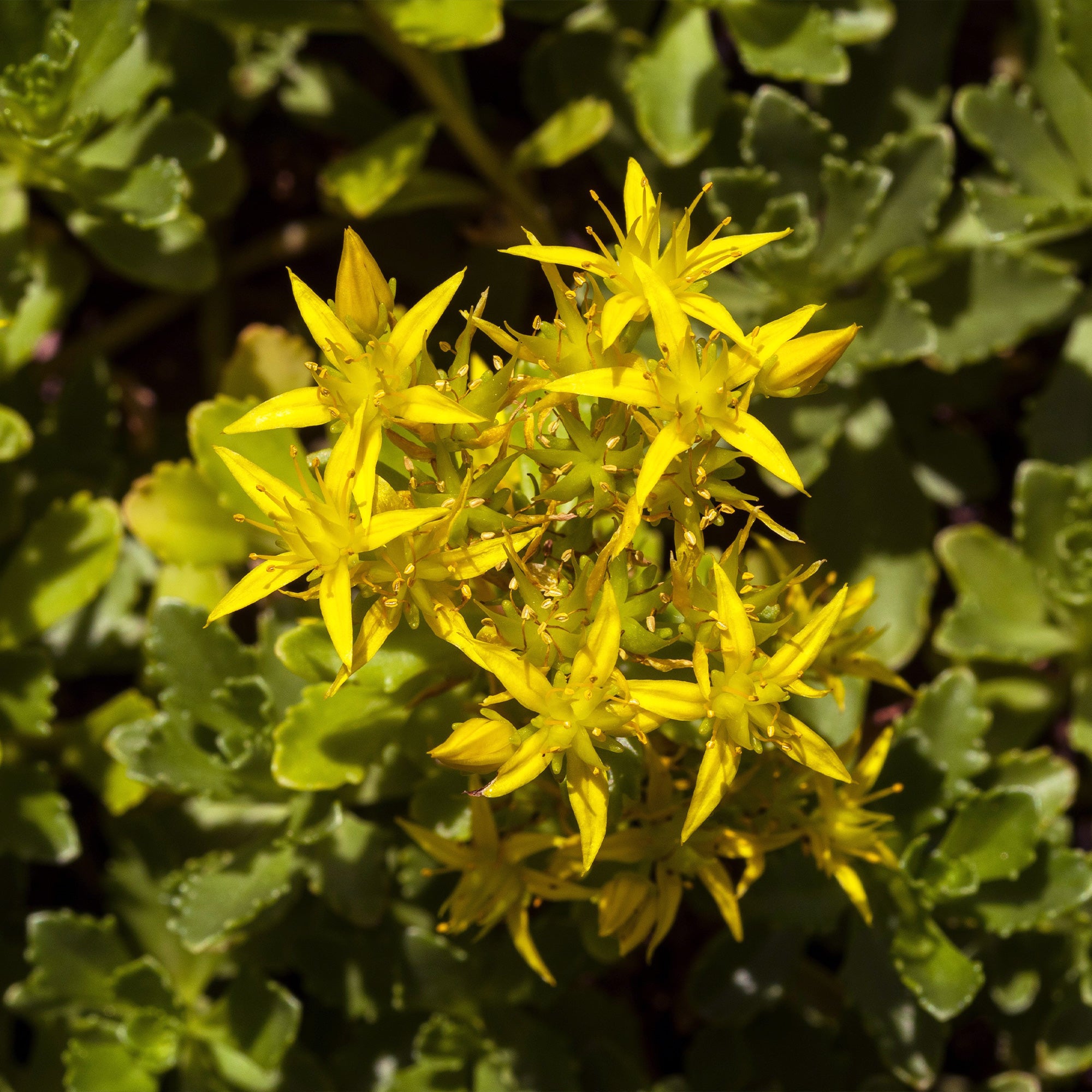 Bakker Sedum acre 2 pots 9cm couvre-sol jaune