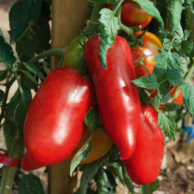 Bakker Potager et Graines Tomate Andine Cornue 3 plants Ø10,5cm