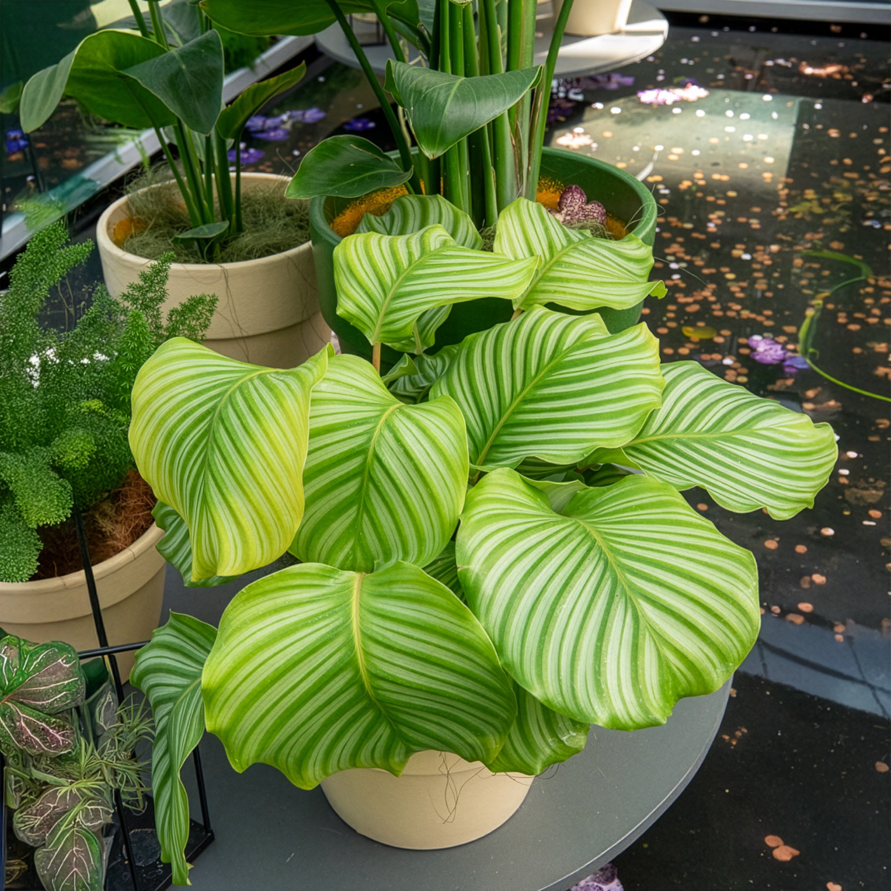 Bakker Calathea orbifolia plante intérieur pot 21cm 50-70cm