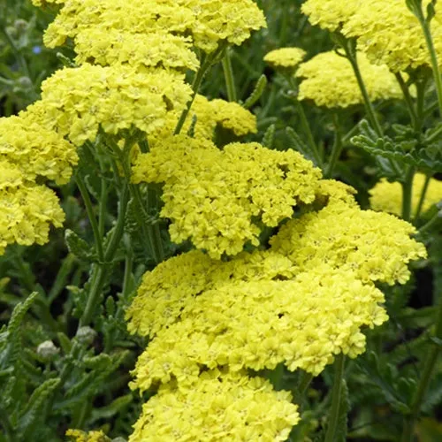 Bakker Achillée Taygetea vivace jaune pot 9cm