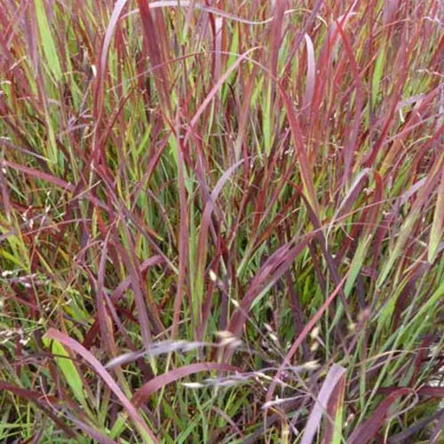 Bakker Plantes d'extérieur Panic érigé Külsenmoor graminée pot Ø 9cm