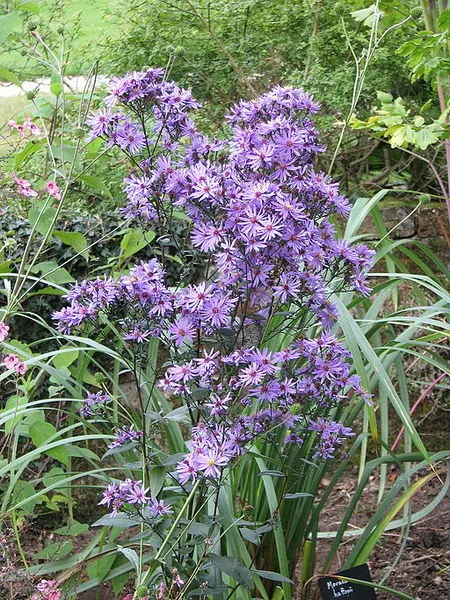 Passion Vivaces Aster Prairie Purple plante vivace violette 1 litre