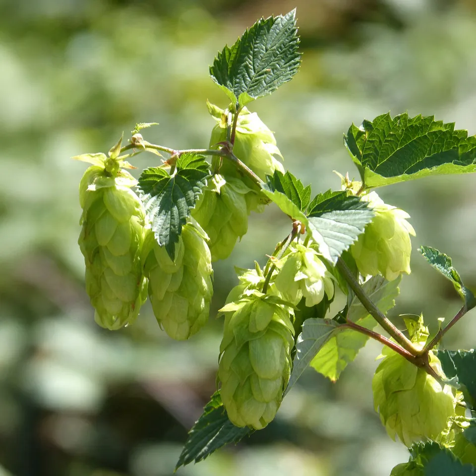 Bakker Houblon Centennial grimpante pot 1,5L 20-60cm IPA