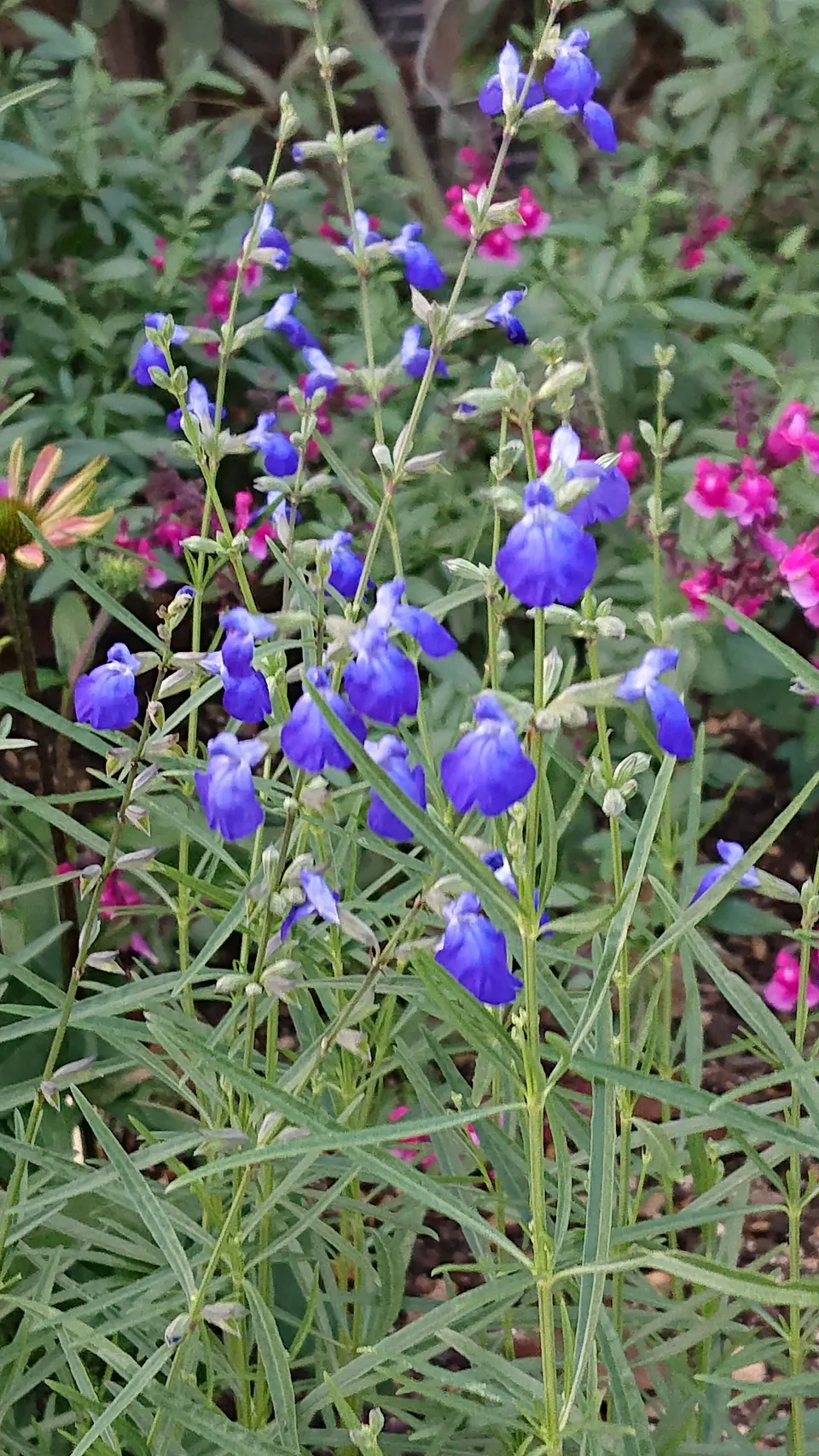 Passion Vivaces Salvia reptans West Texas Form sauge bleue pot 1L