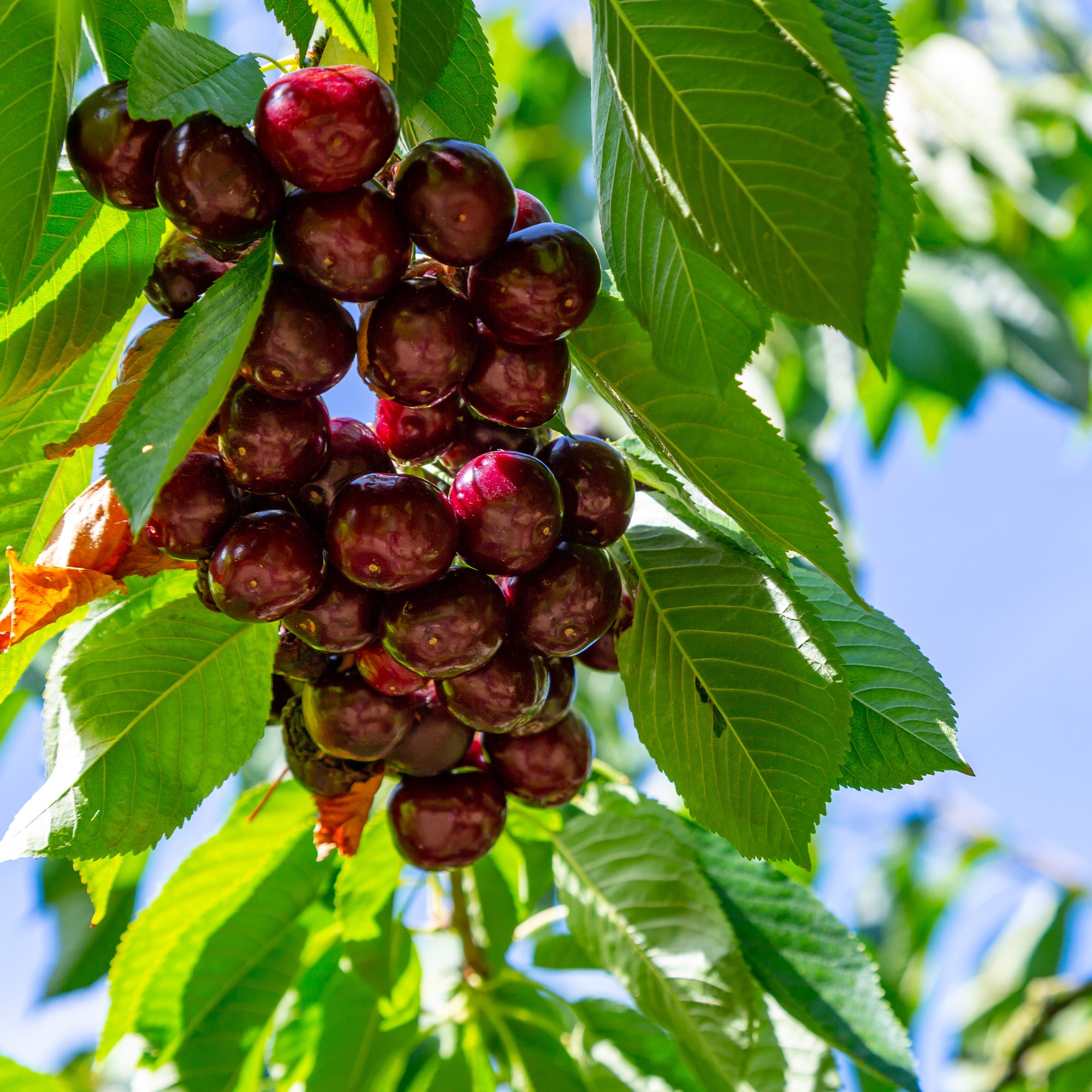 Bakker Fruitiers Cerisier Kordia motte cerise noire tardive