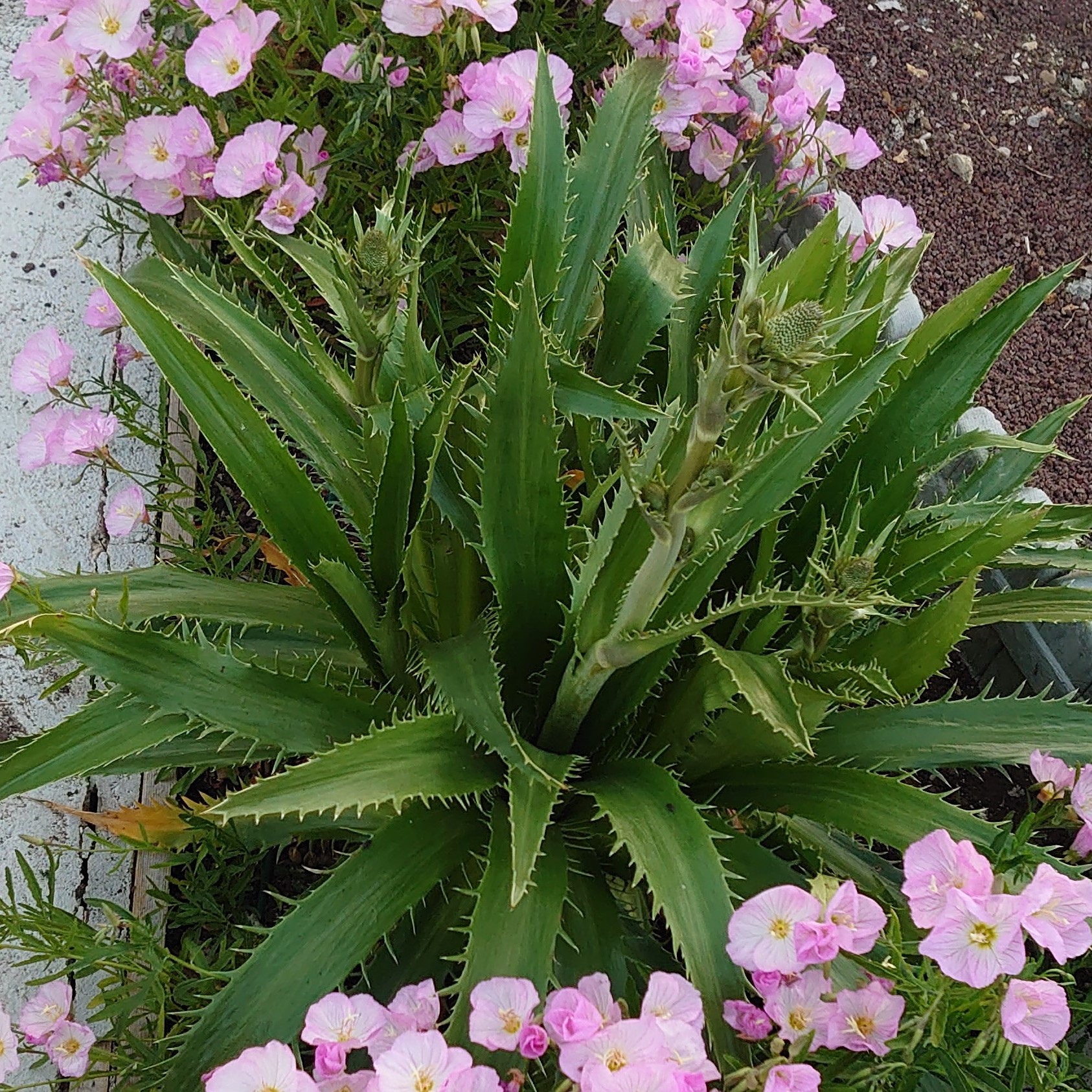 Passion Vivaces Eryngium panicaut chardon bleu godet graphique