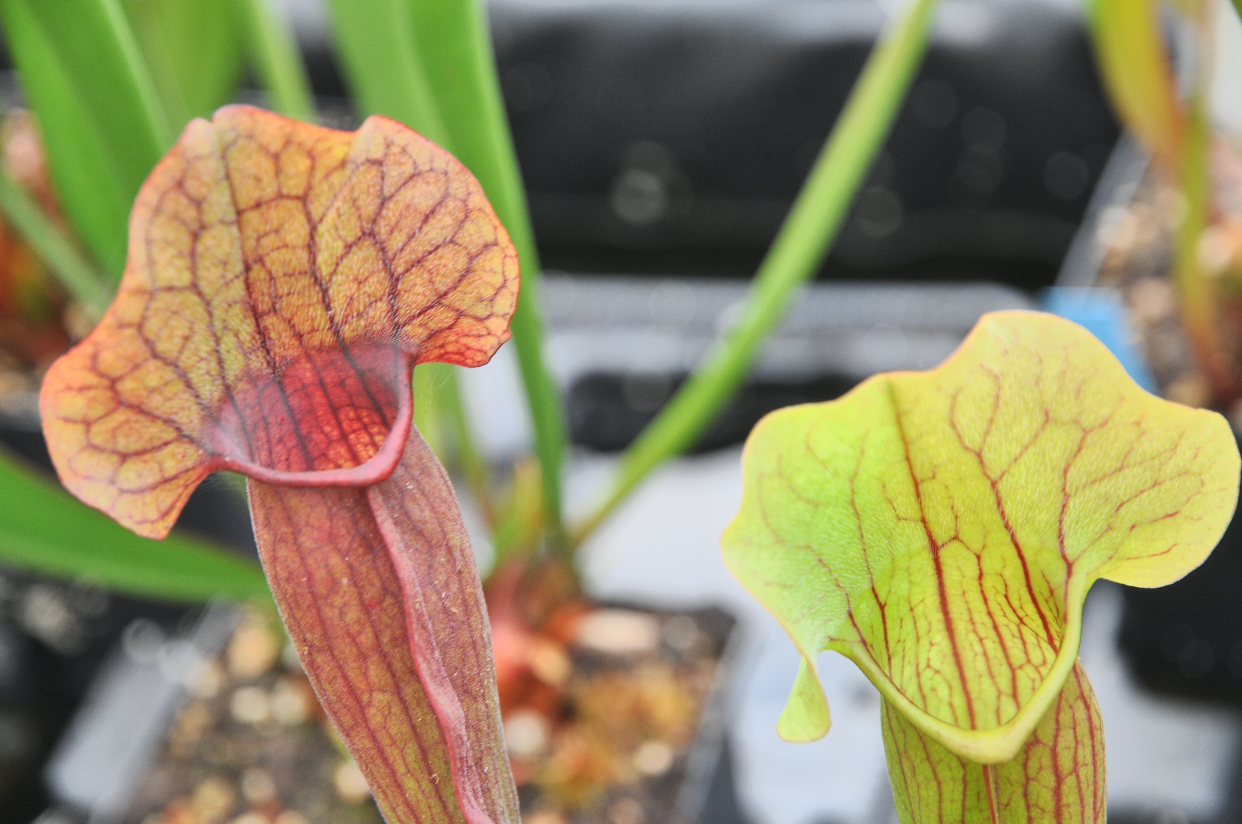 Carniflore Sarracenia x exornata plante carnivore 1 point pot 11cm