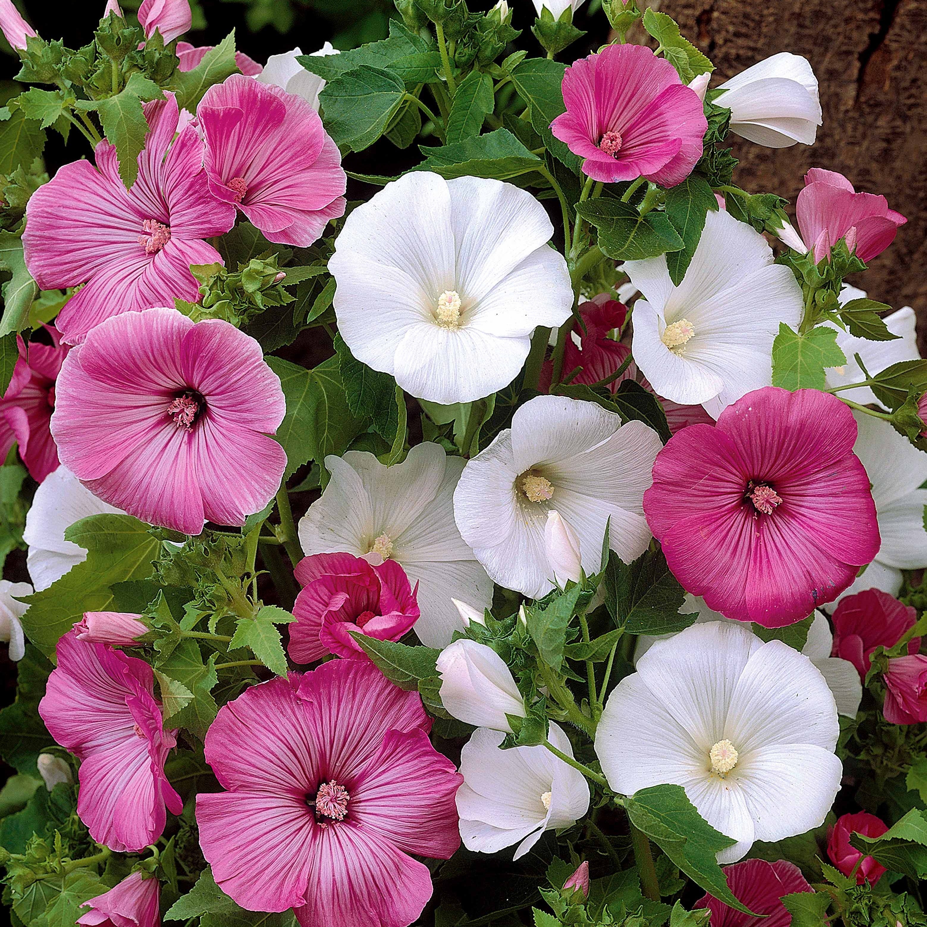 Bakker Lavatères grandes fleurs mélange sachet 2g