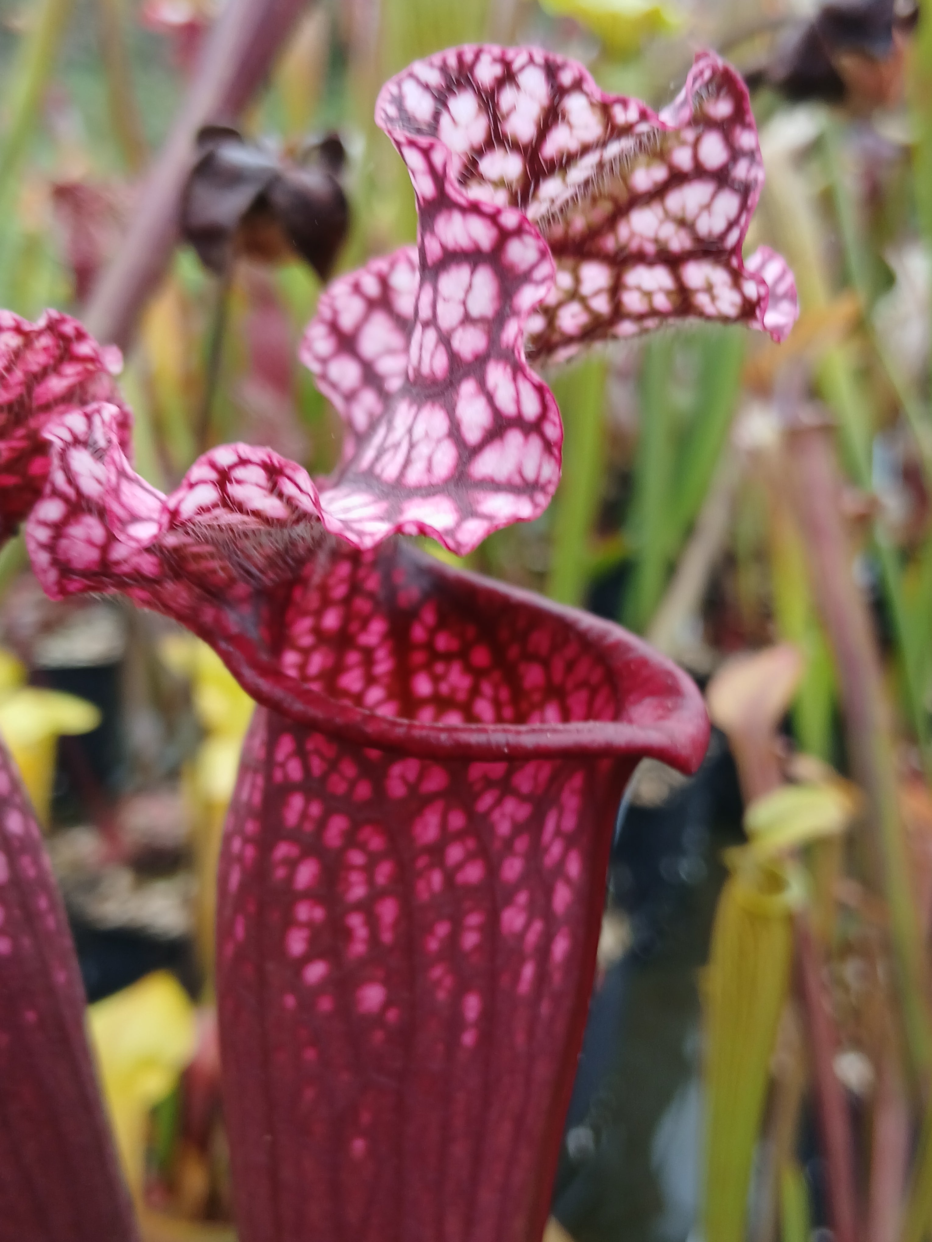Carniflore Sarracenia Victoria Morley plante carnivore pot 11 cm