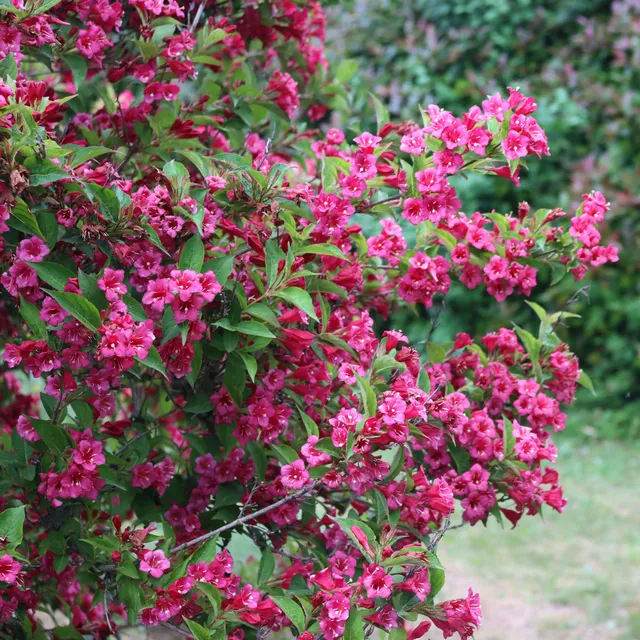 Bakker Weigela Bristol Ruby Fuchsia Pot 1,5L 30-40cm