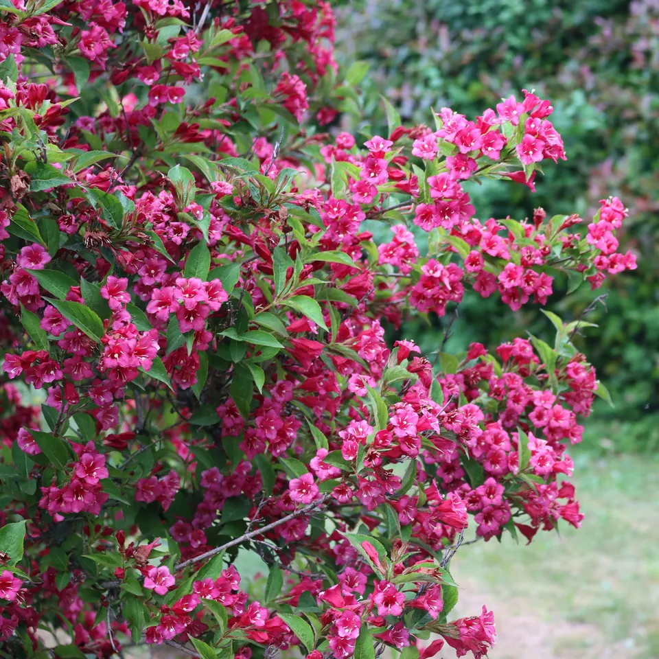 Bakker Weigela Bristol Ruby Fuchsia Pot 1,5L 30-40cm