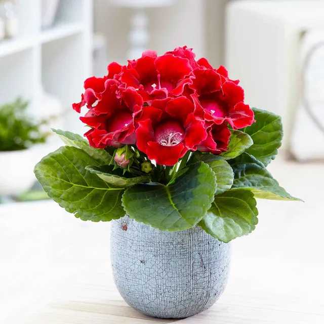 Bakker Sinningia Gloxinia rouge pot 12cm fleur velours