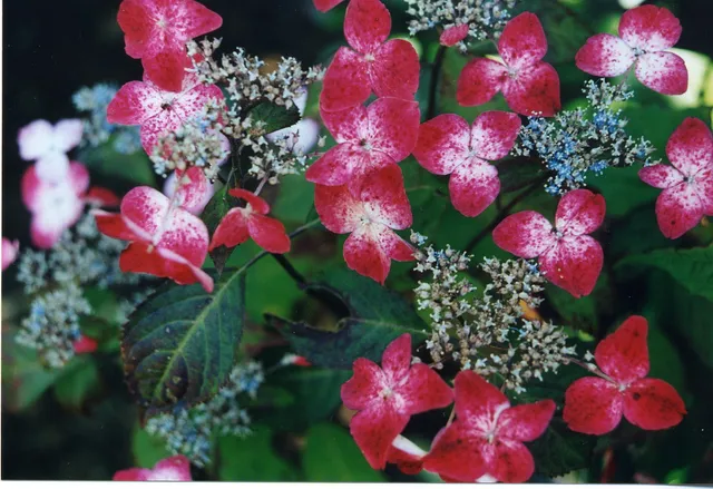 Les Hortensias du Haut Bois Hydrangea serrata Beni yama hortensia rose