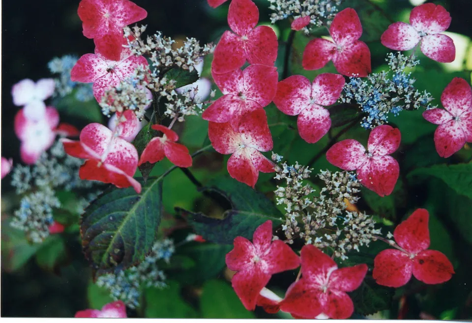 Les Hortensias du Haut Bois Hydrangea serrata Beni yama hortensia rose