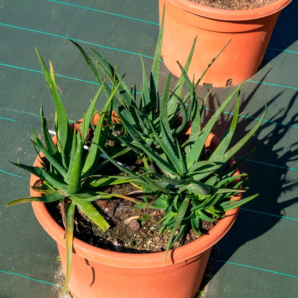 Bakker Aloe Safari Sunrise succulente pot 9cm orange