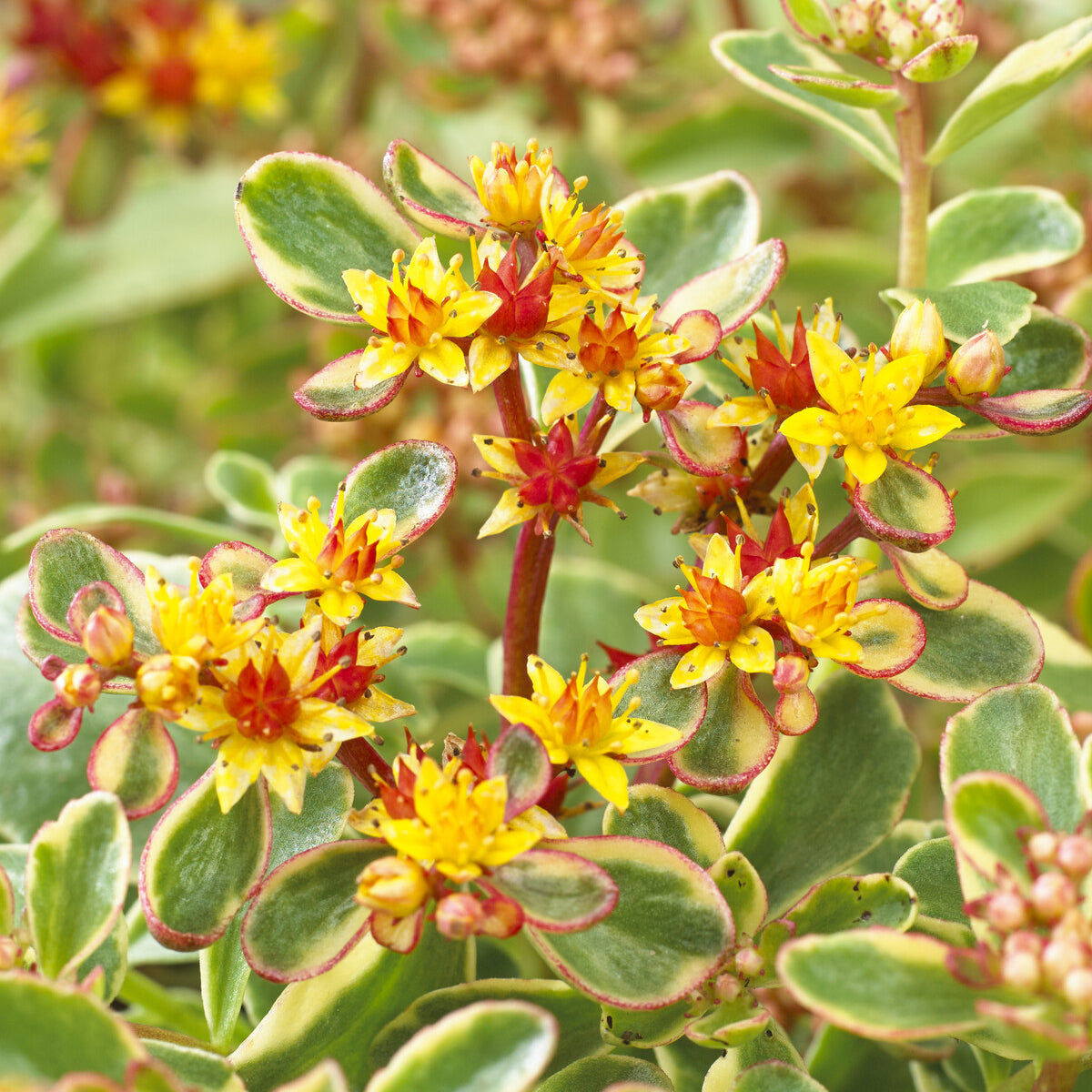 Bakker Sedum Kamtschaka panaché vivace jaune pot 9cm