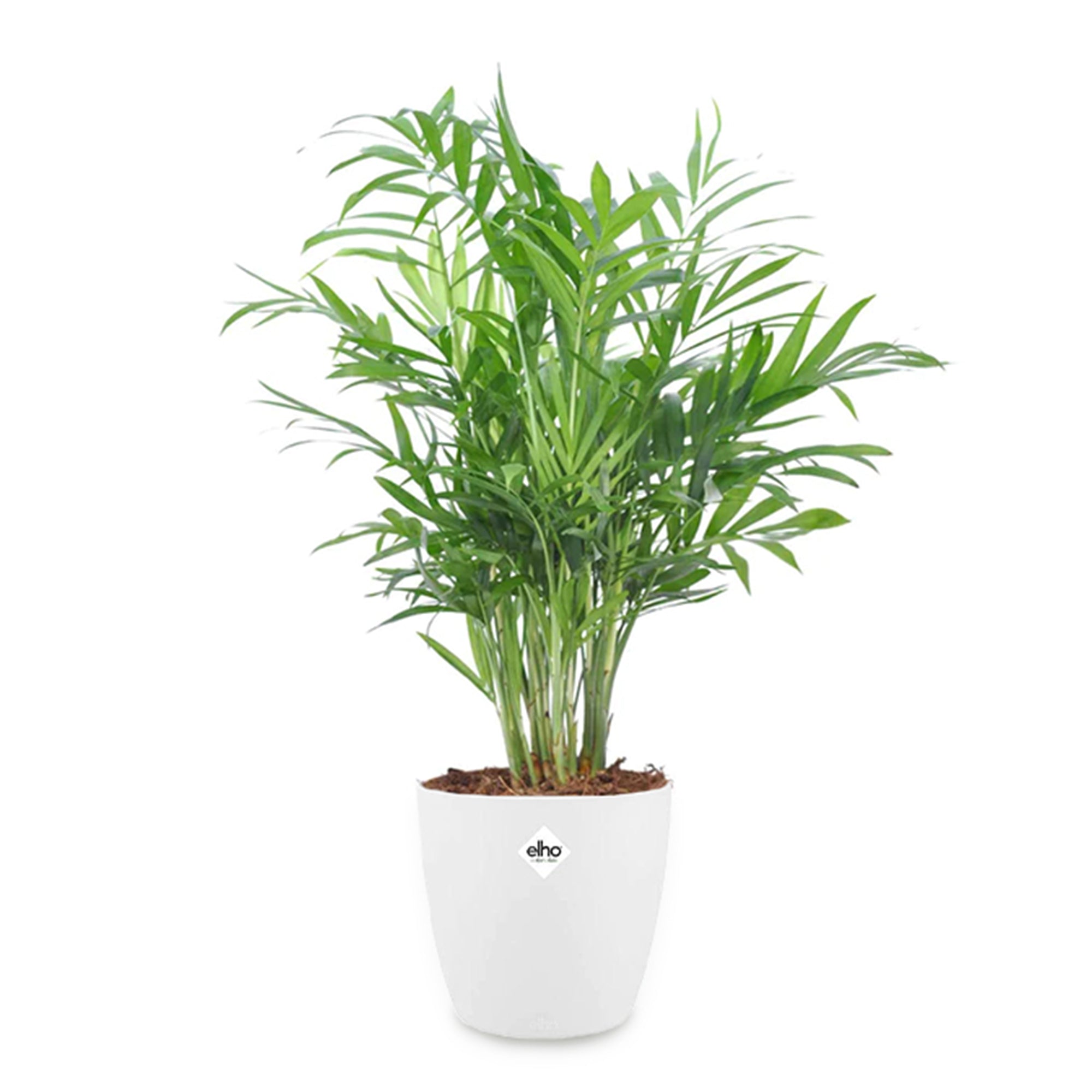 Bakker Palmier nain plante intérieur 2 pots 12cm 30cm