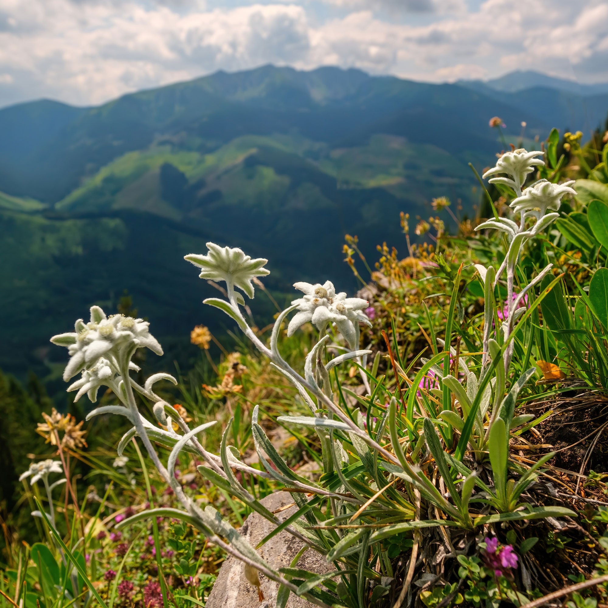Bakker Edelweiss des Alpes vivace pot 9cm blanc rocaille