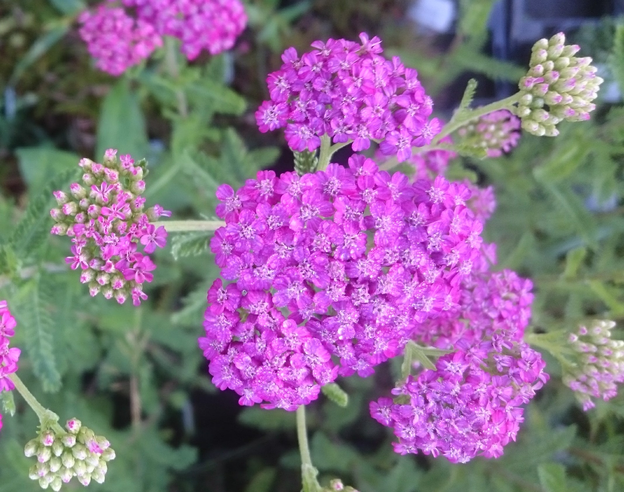 Passion Vivaces Achillea Frances plante vivace godet jardin soleil