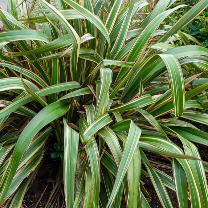 Bakker Tricolor phormium lin Nouvelle-Zélande pot 9cm