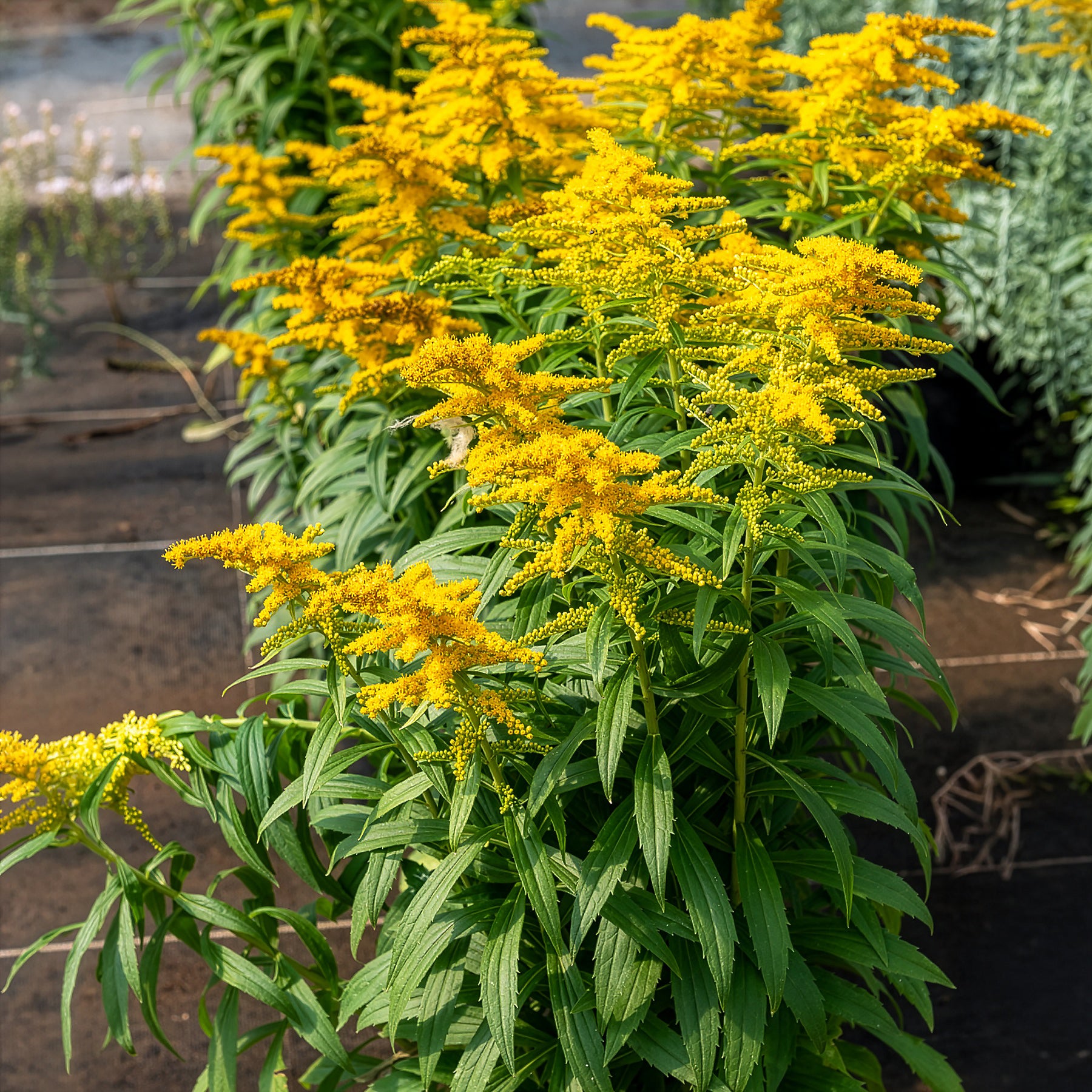 Bakker Solidago Golden Dwarf vivace pot 9cm jaune