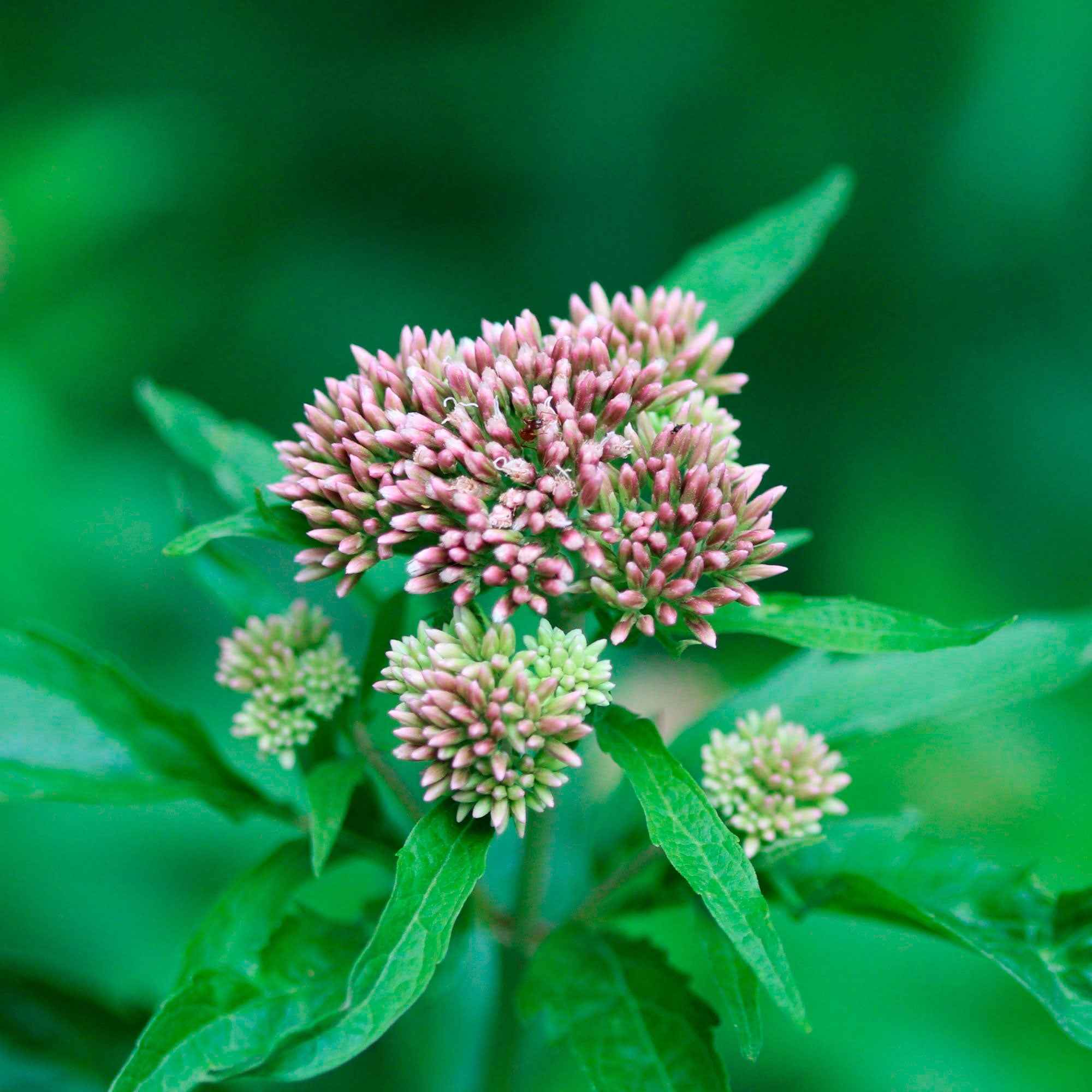 Bakker Eupatoire chanvrine plante vivace pot Ø 9cm