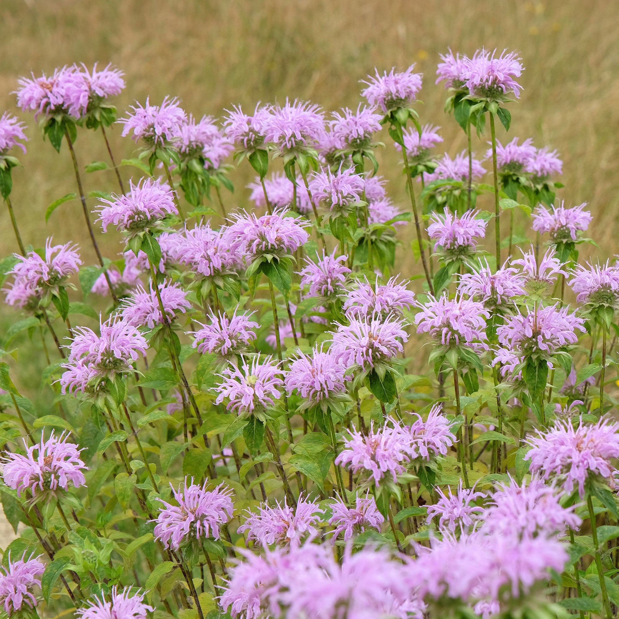 Bakker Monarde menthe plante vivace pot 9cm violette