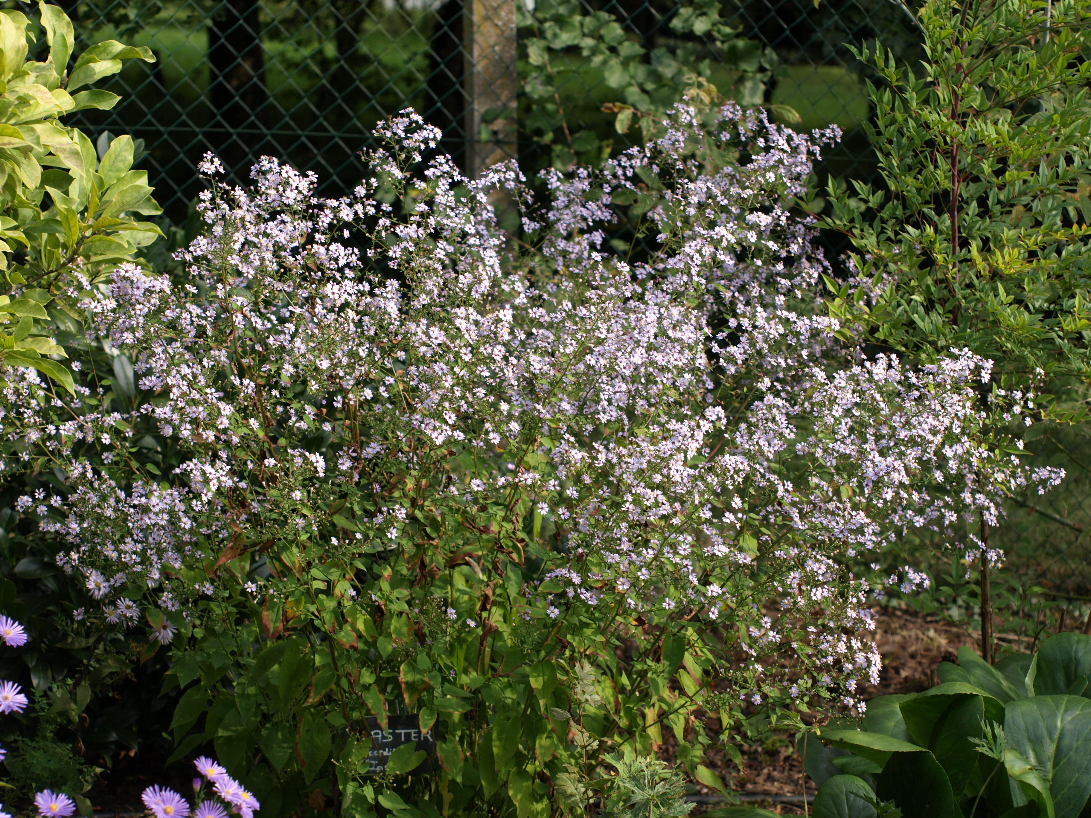 Passion Vivaces Aster cordifolius Idéal plante vivace pot 1L bleu pâle